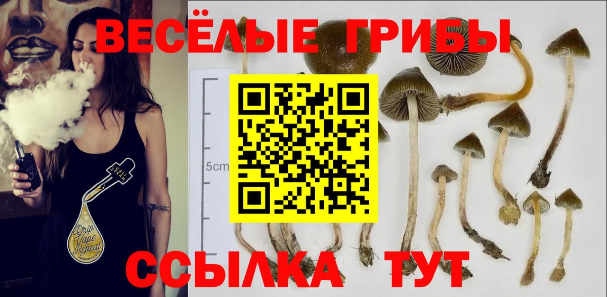 Галлюциногенные грибы Psilocybe  Черногорск 